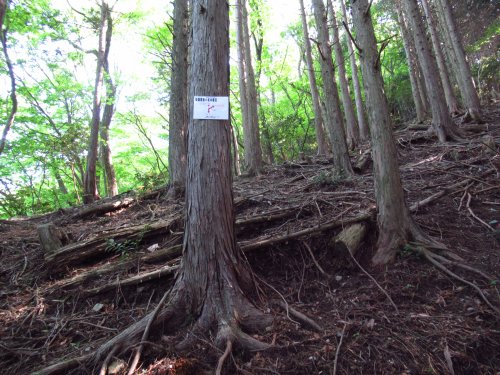 登山道